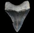Serrated, Fossil Megalodon Tooth #64553-2